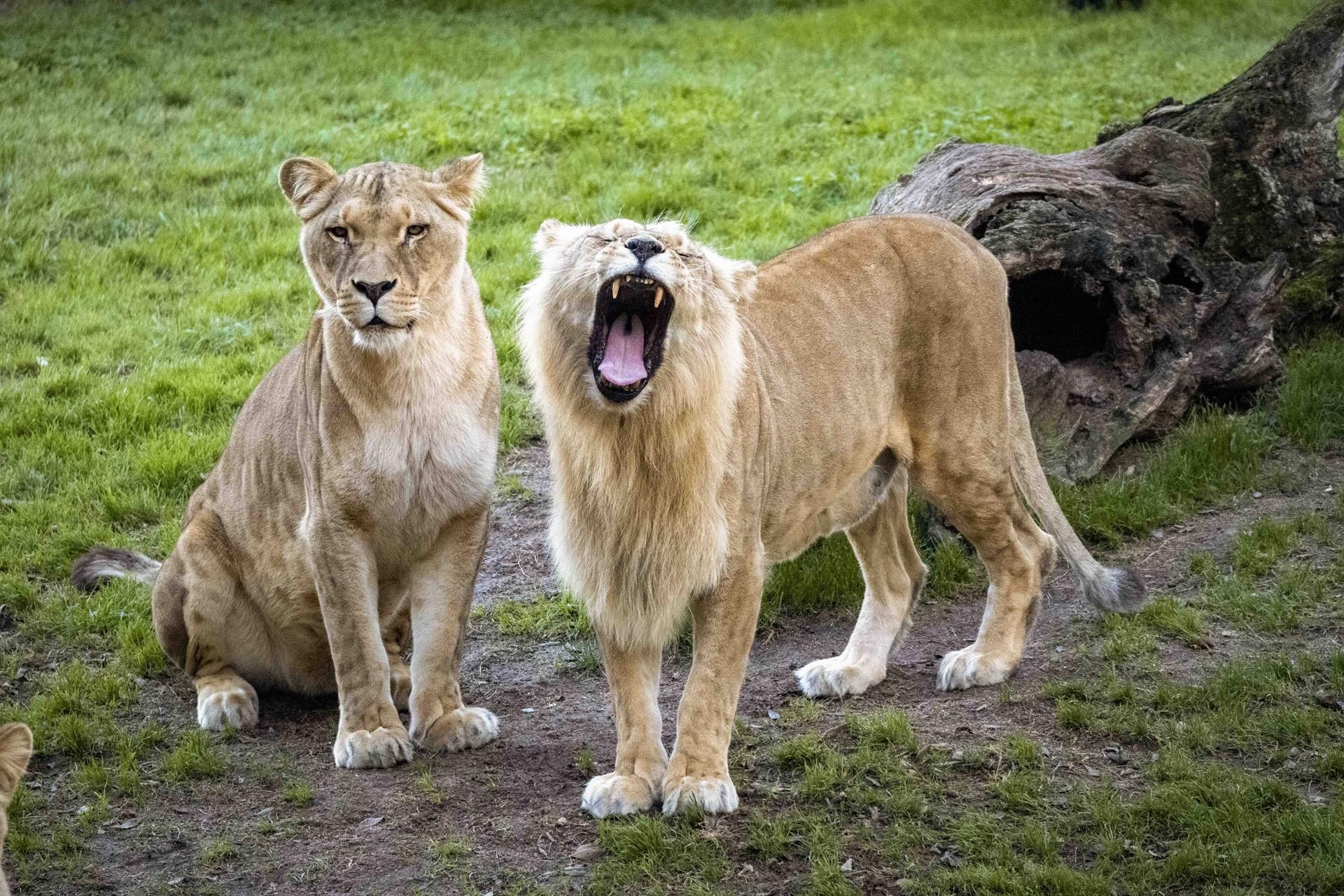 Dos leonas de Bioparc