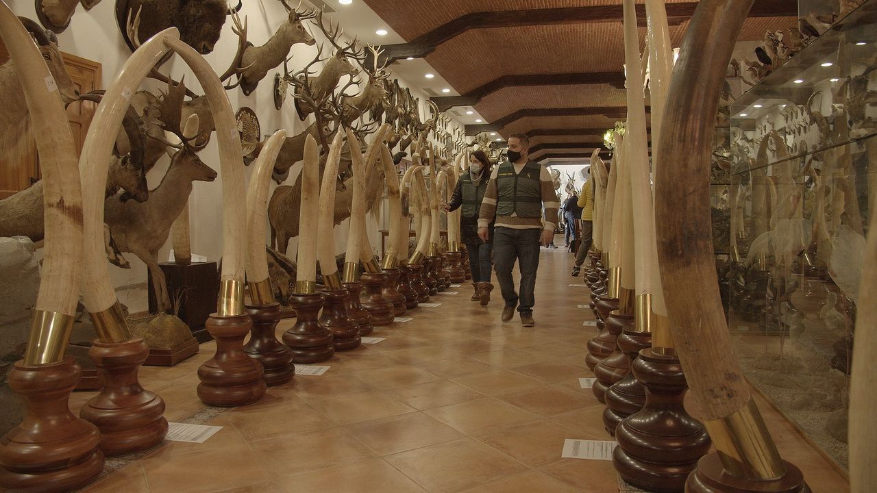  Zoom À Punt tráfico de animales