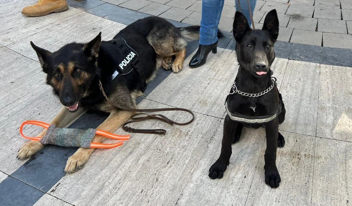 Hakan i Konan, nous agents canins de la Policia Local de Torrent