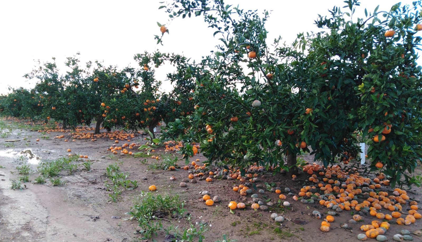 Cultiu citrícola pérdut a causa d'un fenomen meteorològic extrem