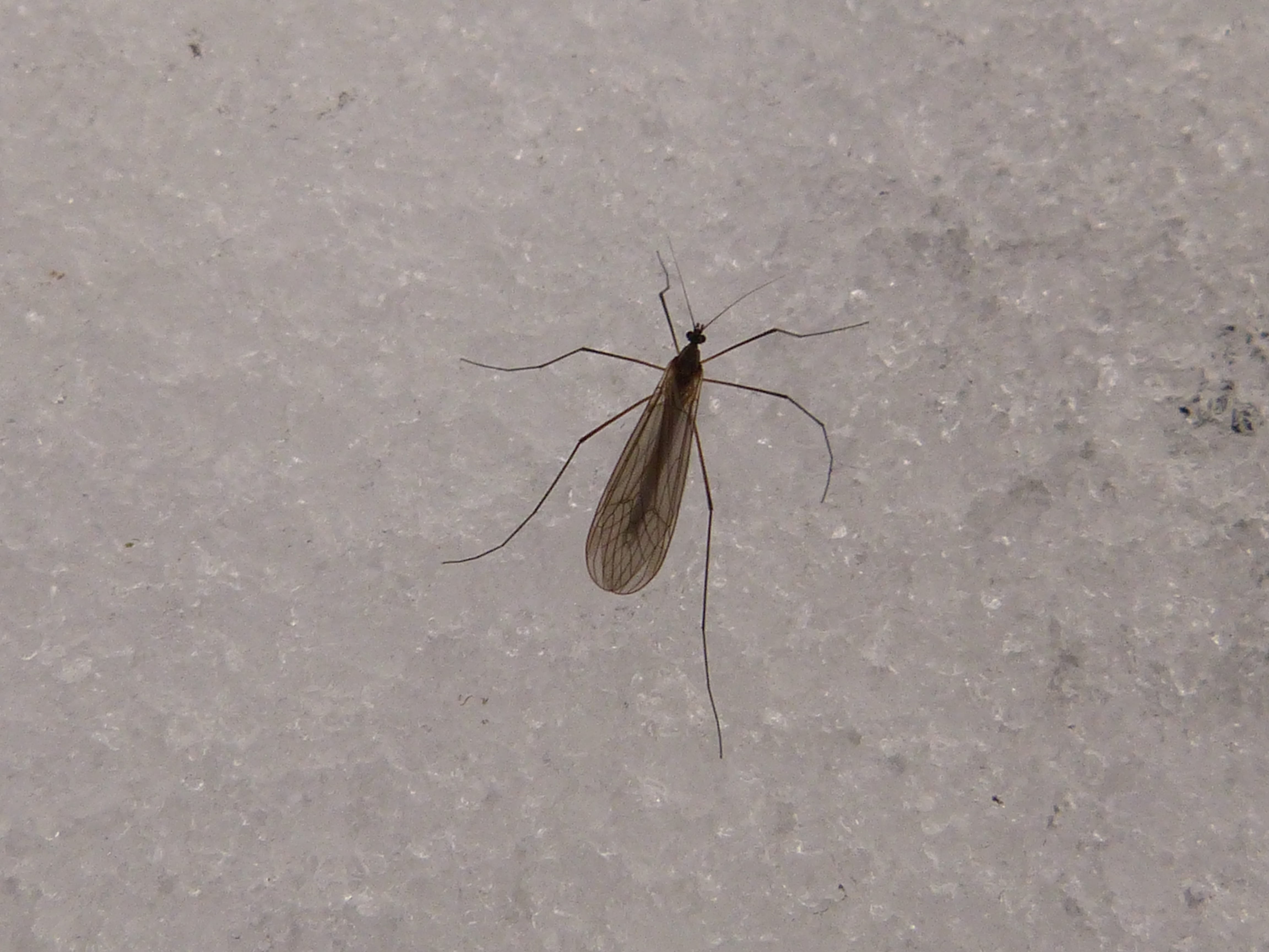 Un ejemplar de mosquito de la nieve