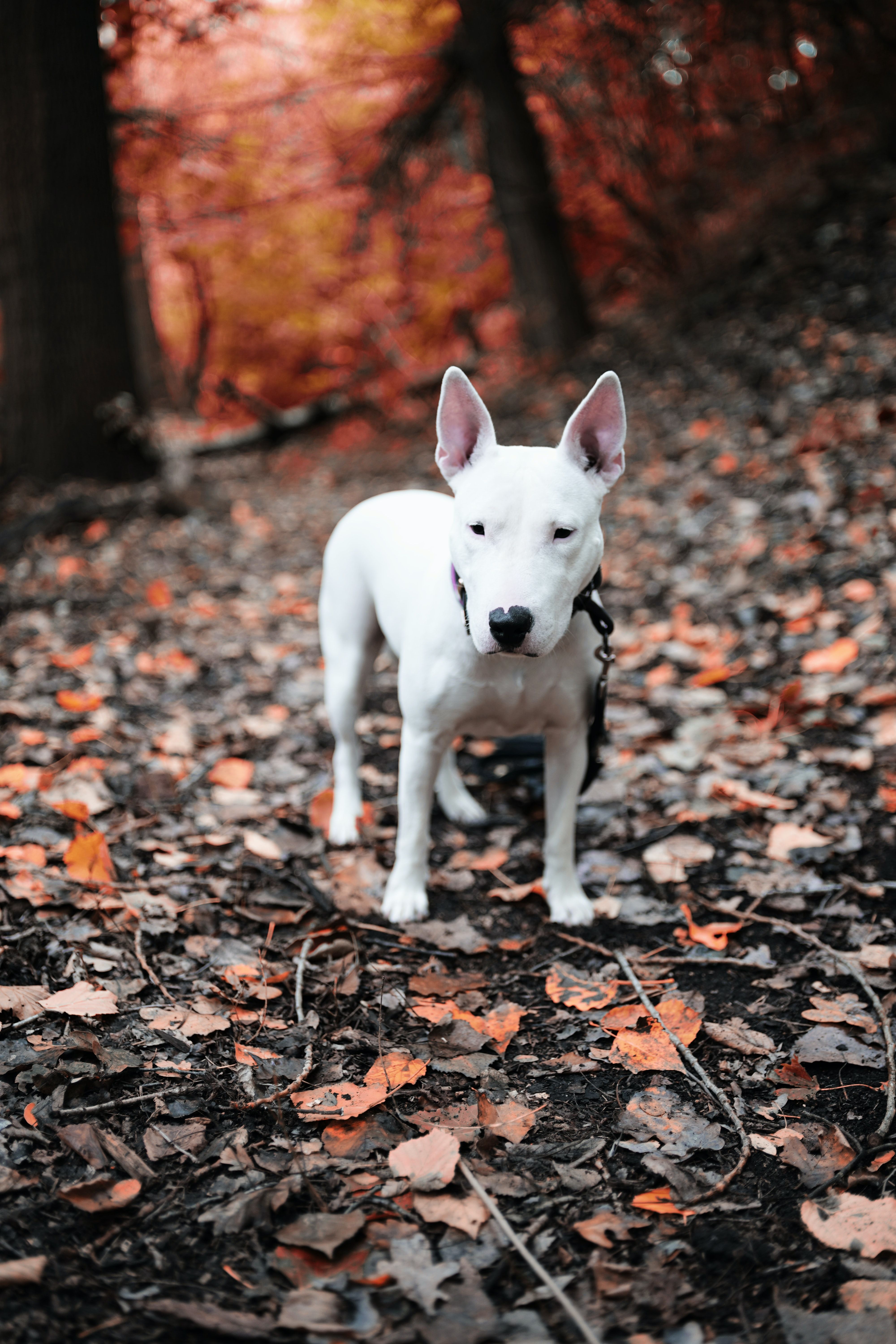 Bull Terrier. Foto de Marc Schaefer en Unsplash