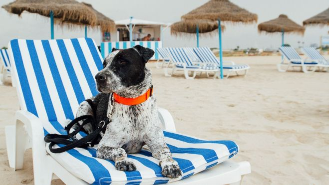 Perro en la playa Can Pinedo