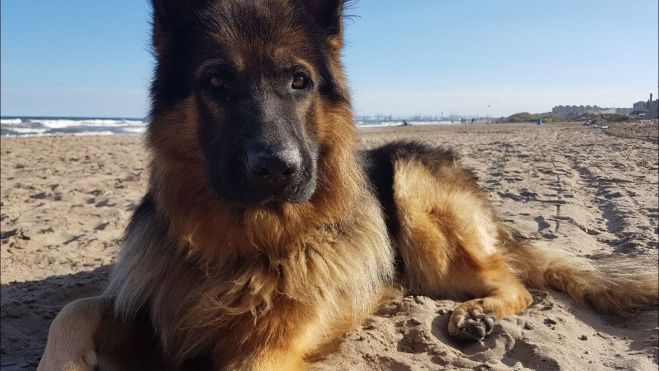 Perro en la playa canina de Alboraya