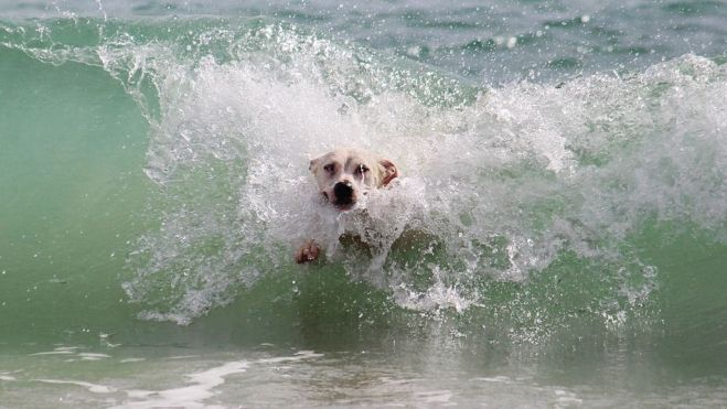 Perro en la playa canina de La Torreta