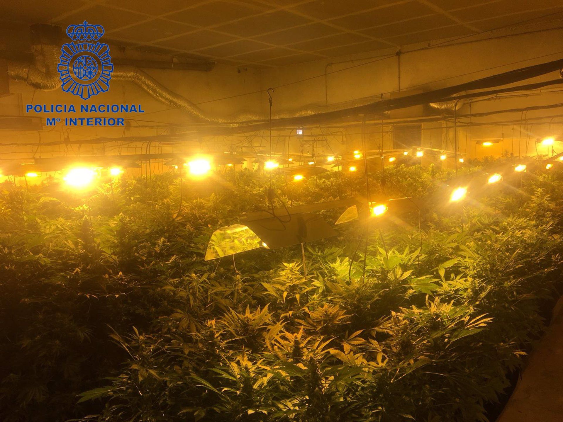 Imatge d'arxiu d'una plantació de marihuana