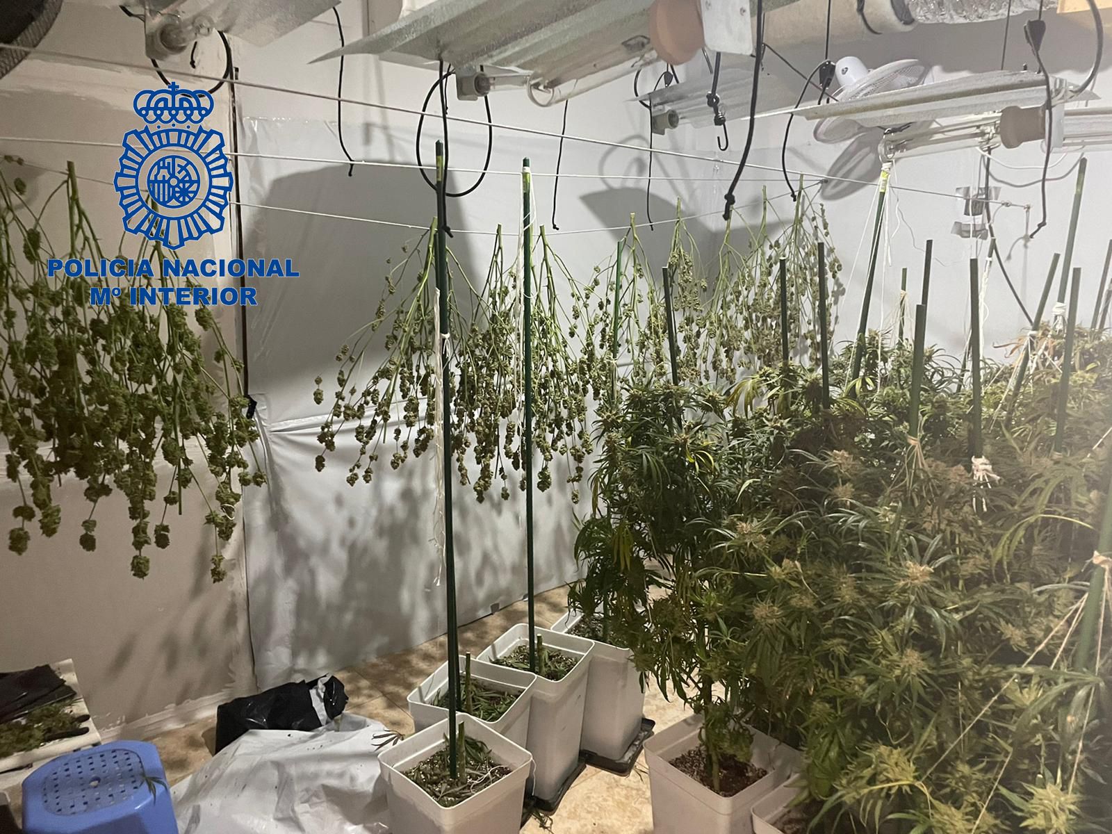 Plantació de marihuana en la Foia de Bunyol