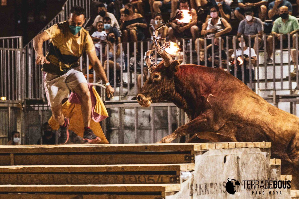Bous a Sagunto (Federación de Peñas de Sagunto)
