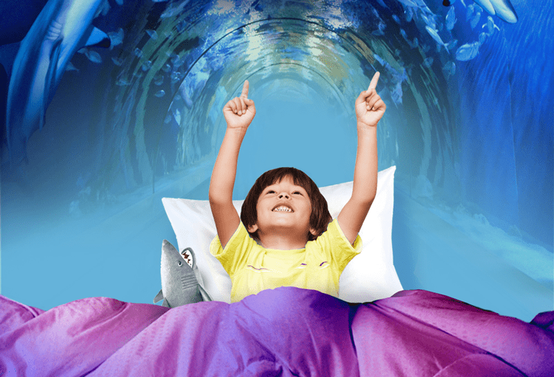 Un xiquet disfruta d'una nit dormint baix tiburons a l'Oceanogràfic