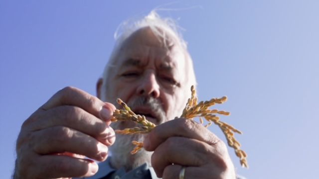 Imagen de un momento del programa 'Zoom' sobre el arroz valenciano