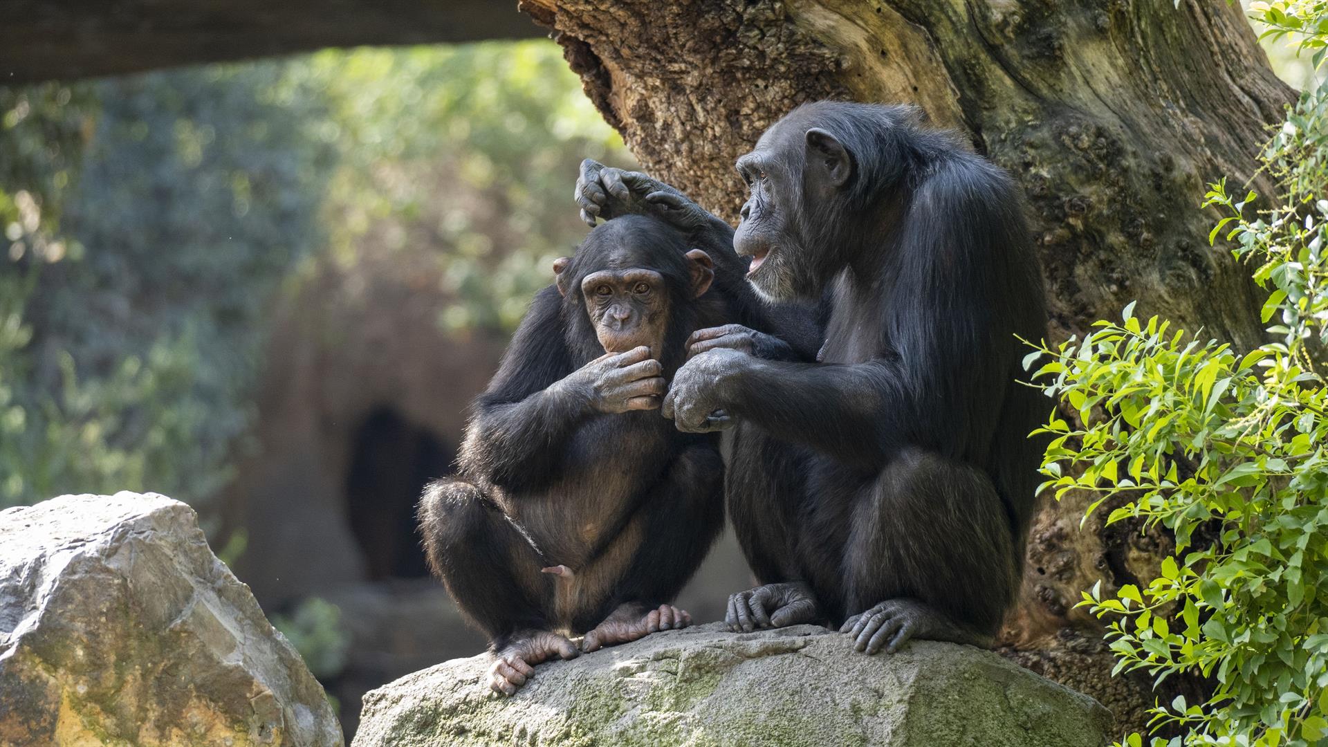 El chimpanzé Coco en un dels recintes del Bioparc