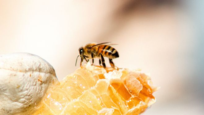 Abeja produciendo miel. Imagen de Meggyn Pomerleau