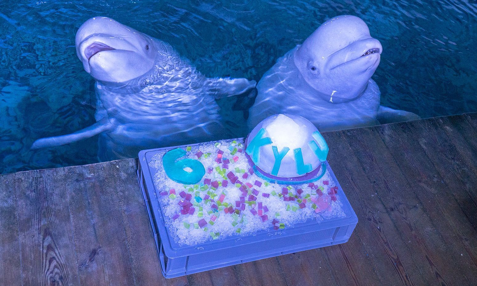 La cría de beluga Kylu y su madre, con la tarta de cumpleaños