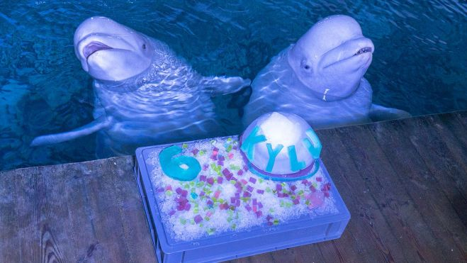 La cria de beluga Kylu i la seua mare, amb el pastís d'aniversari