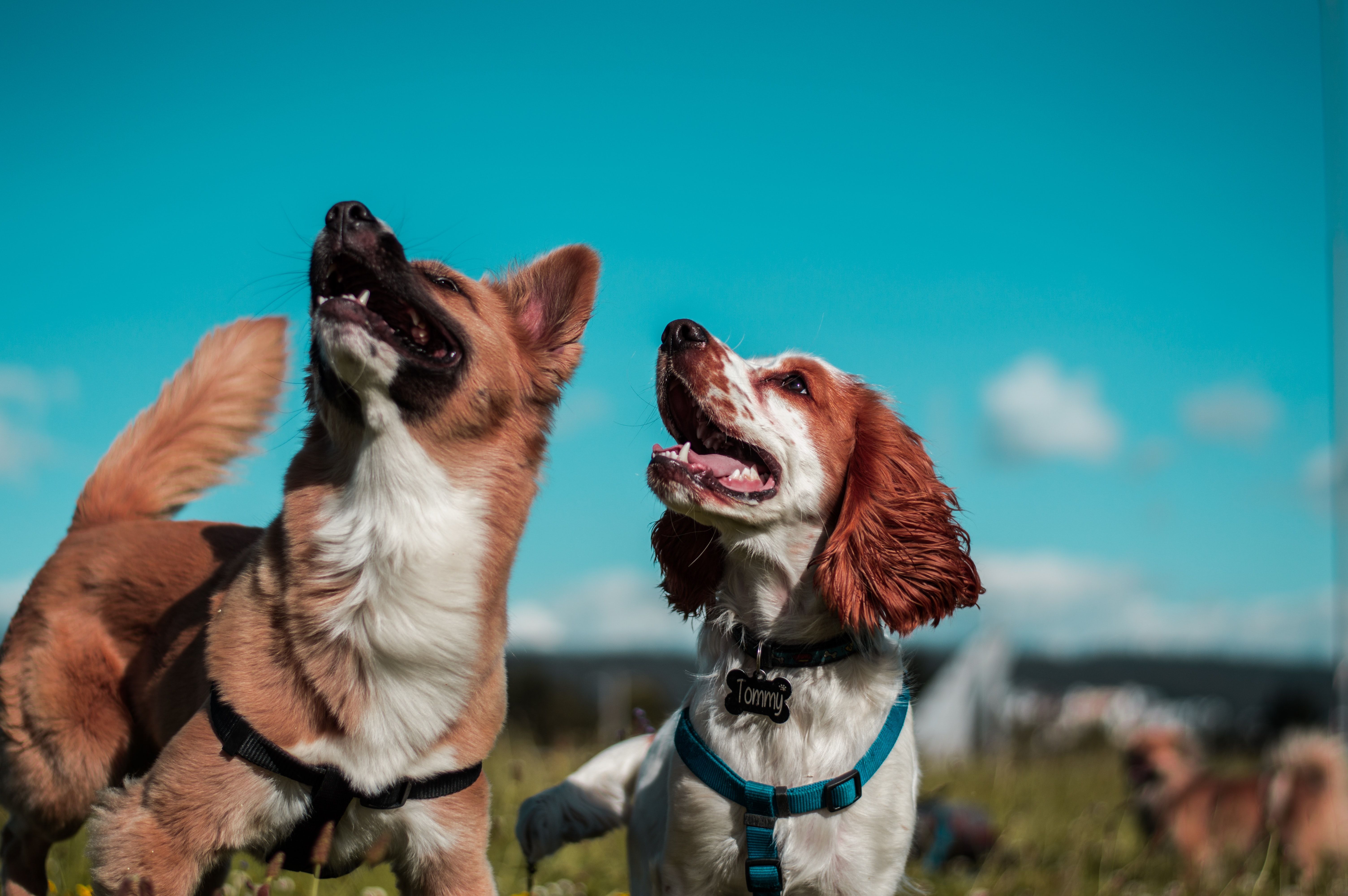 Dos perros en un parque. Imagen: Unsplash