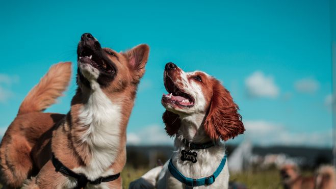 Dos gossos en un parc. Imatge: Unsplash