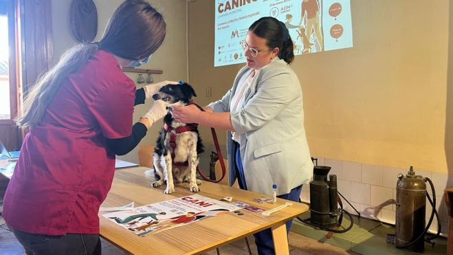 Una veterinaria realiza la prueba de saliva a través de la que se extrae el ADN a un perro
