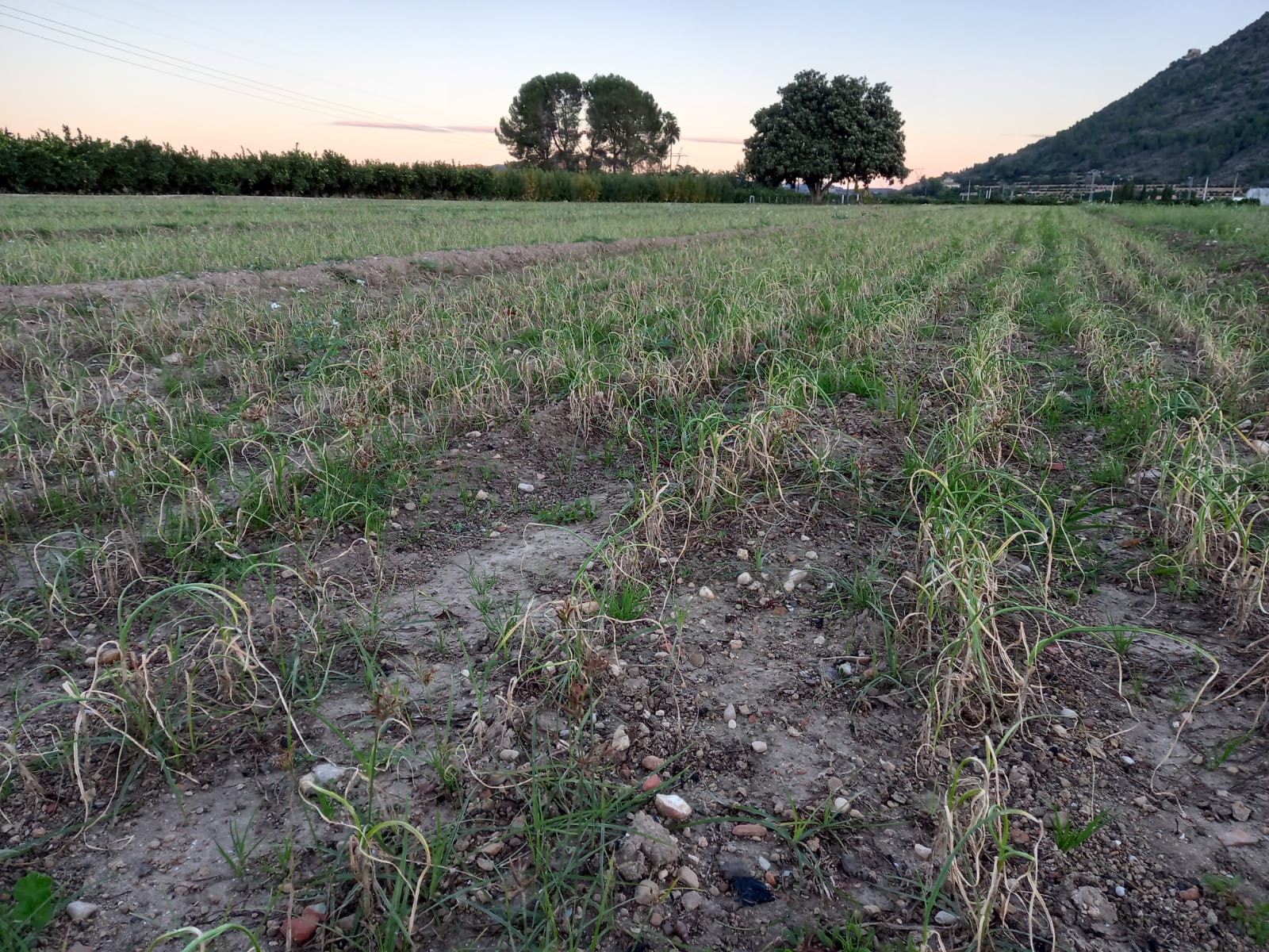 Camp d'all tendre a Xàtiva