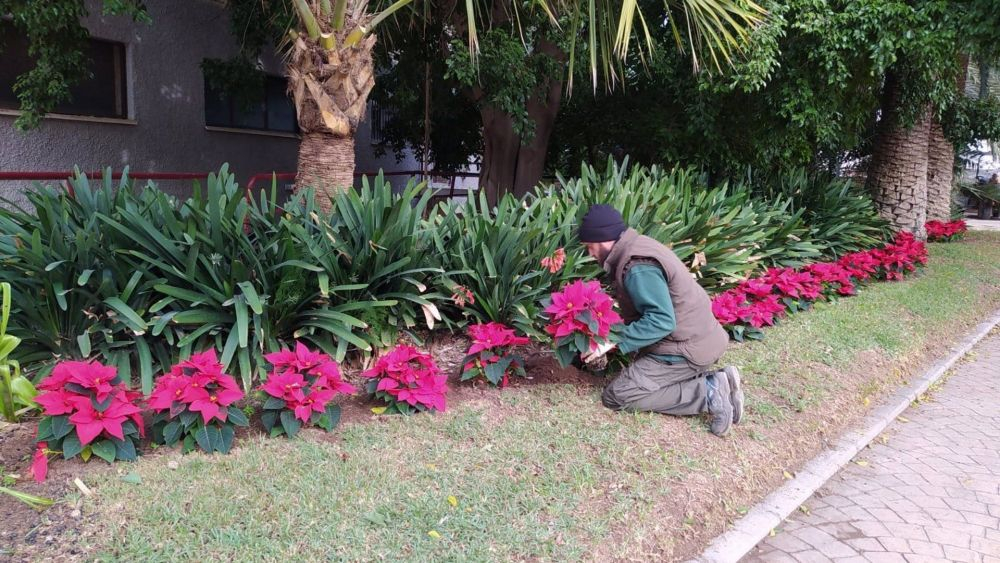 Plantación de flores de Pascua en València