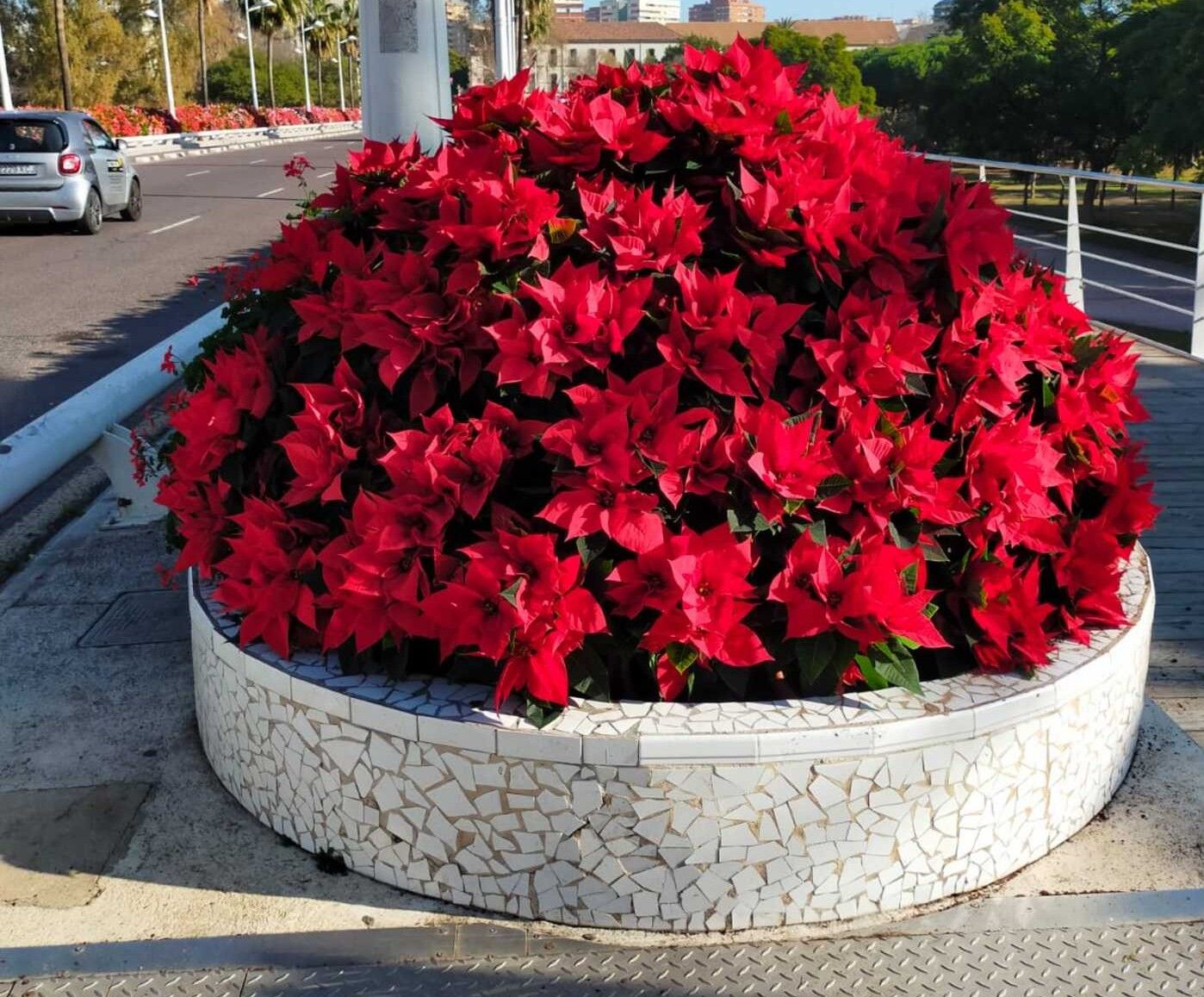 Flor de pascua en el puente de las Flores de València