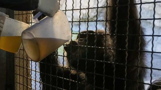 Uno de los gorilas del Bioparc toma una bebida caliente para combatir el frío Uno de los gorilas del Bioparc toma una bebida caliente para combatir el frío