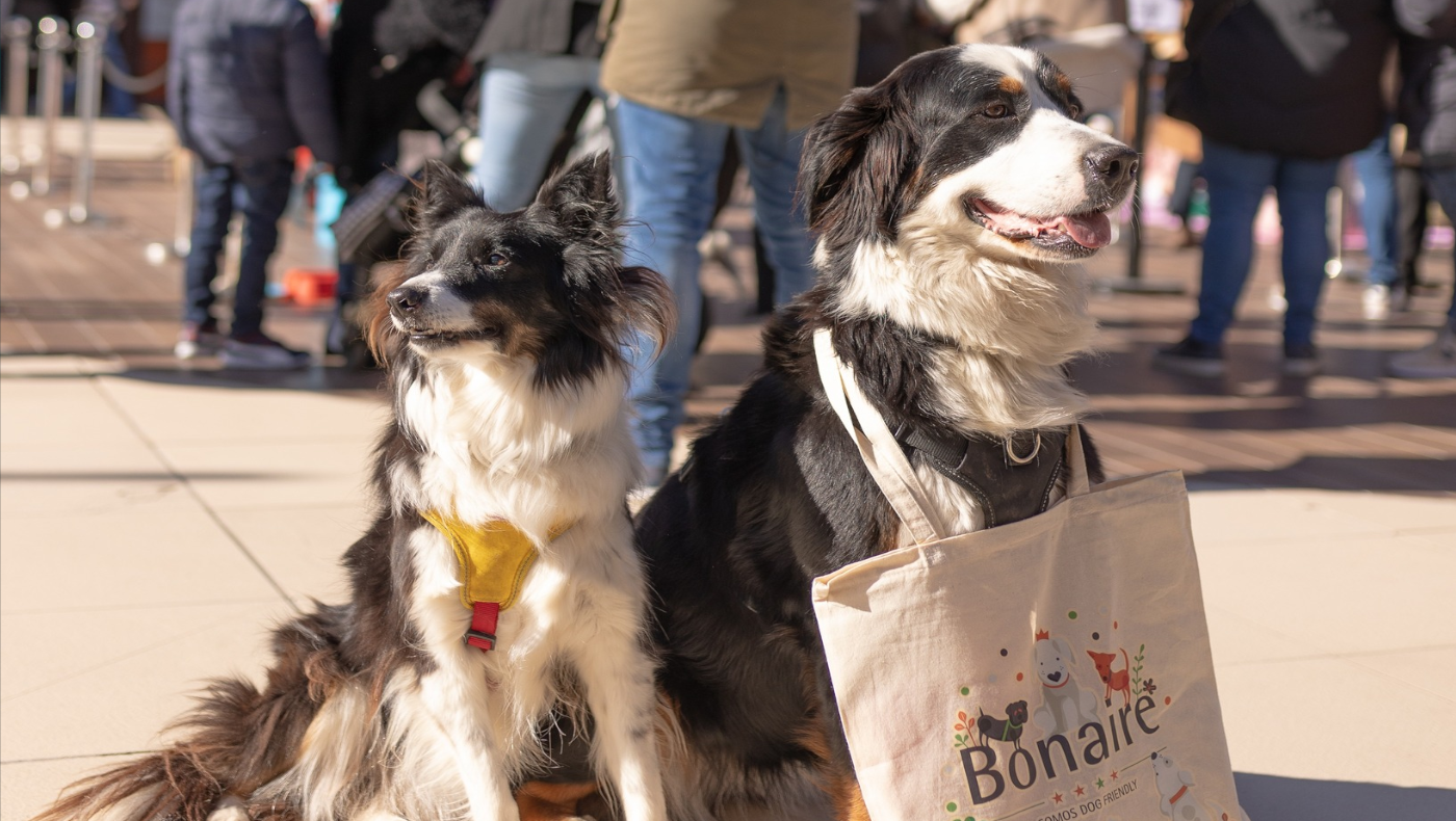 Dos perros, en el centro comercial Bonaire