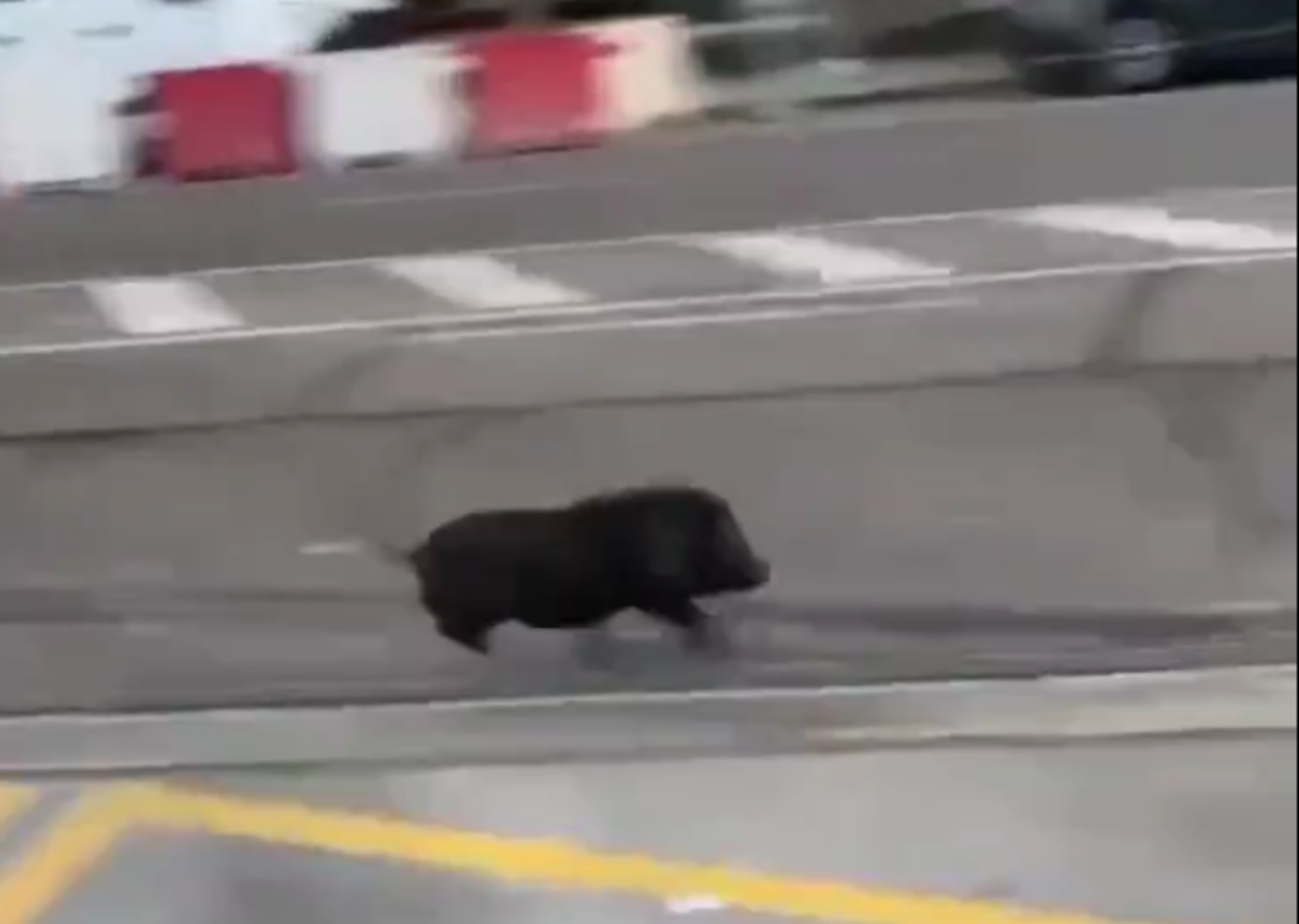 Un cerdo vietnamita escapa de la Policía en Puerto de Sagunto