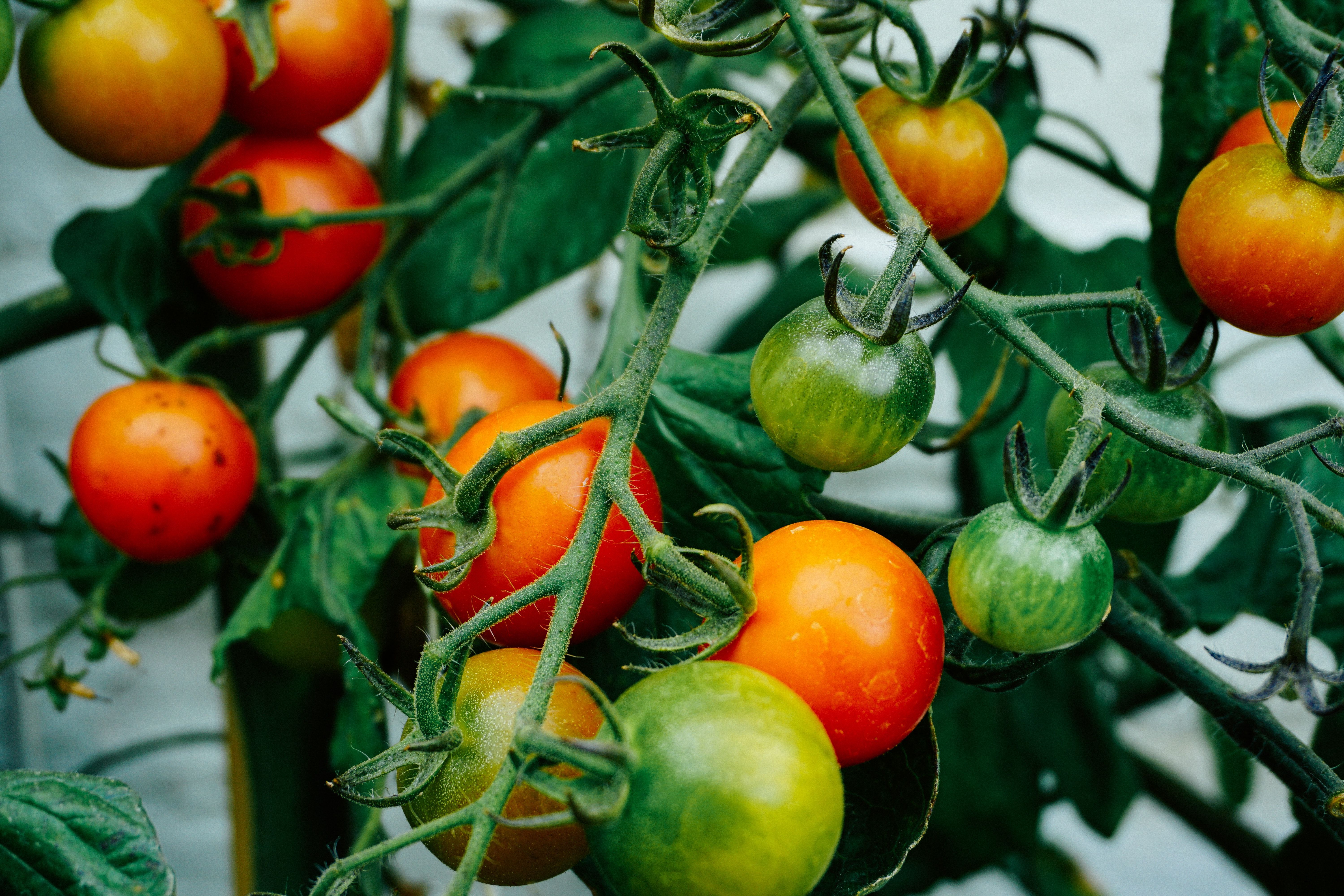 Una rama de tomates. Imagen: Unsplash