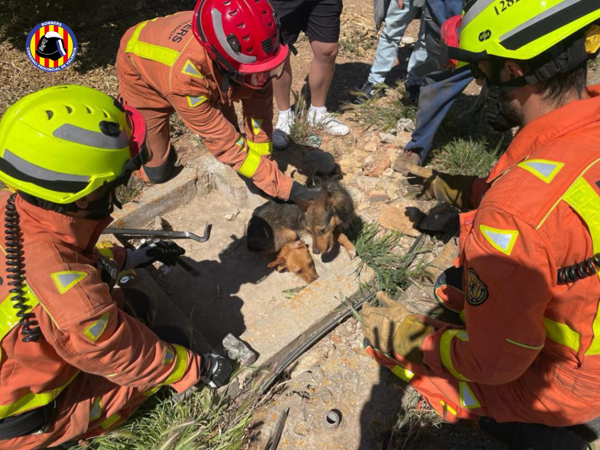 Bombers rescaten als dos gossos a La Costera