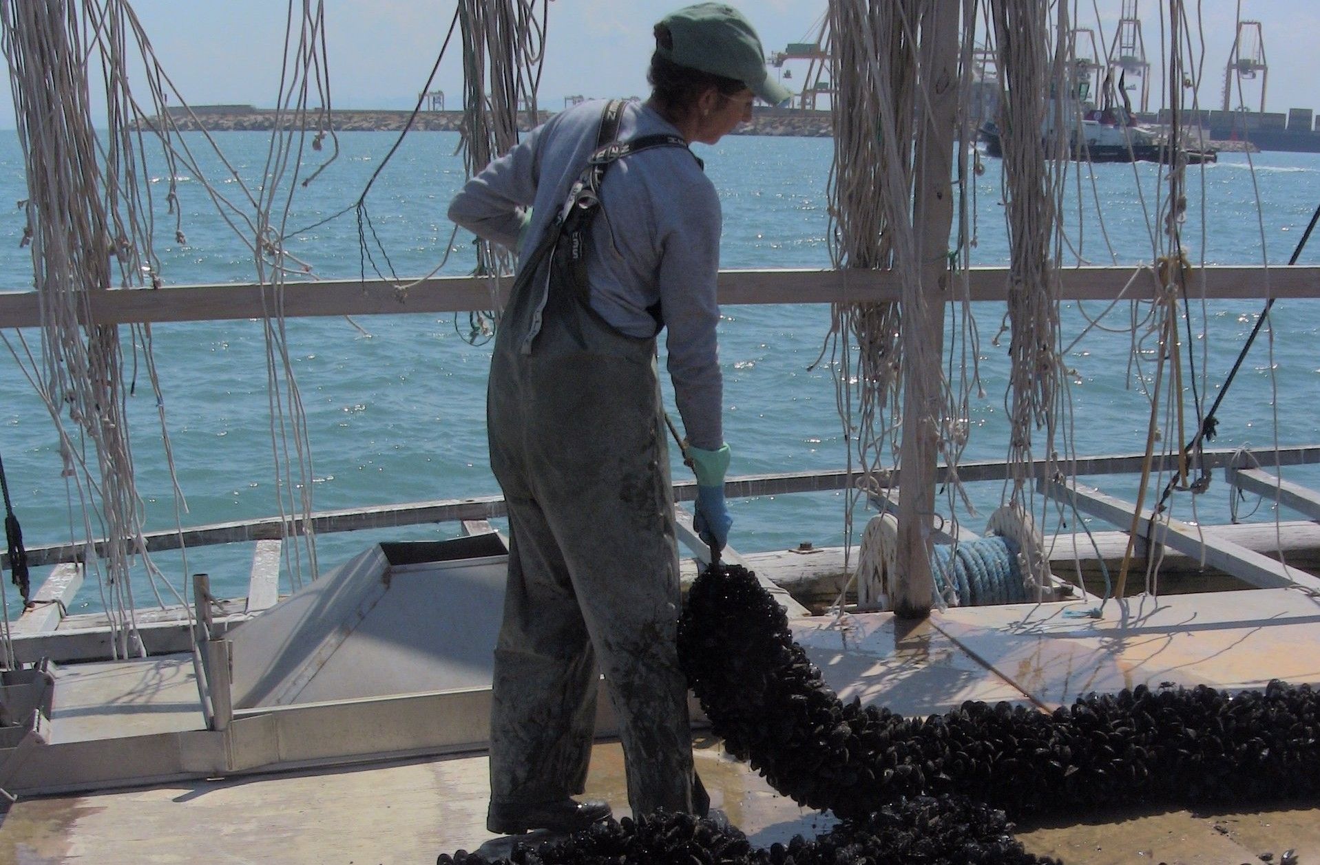 Clóchina de València