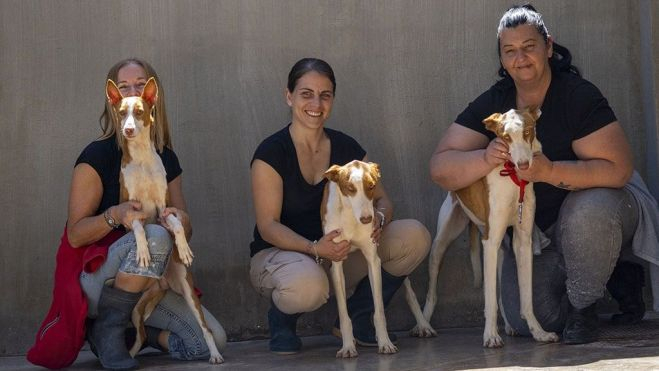 Gossos en adopció en la desfilada de Bioparc València