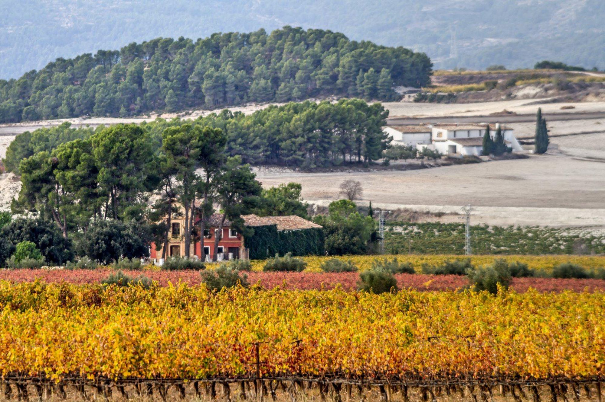 Campos de viña en Terres dels Alforins / Terres dels Alforins