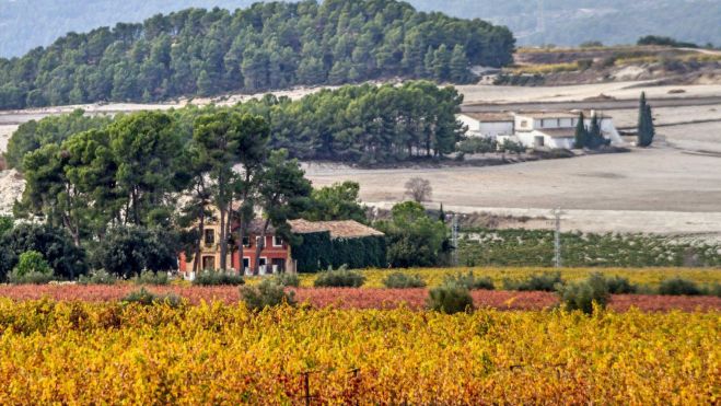 Camps de vinya a les Terres dels Alforins / Terres dels Alforins
