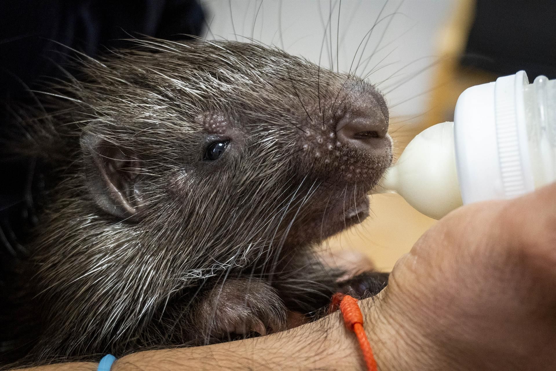 La cria de porc espí nascuda a Bioparc València