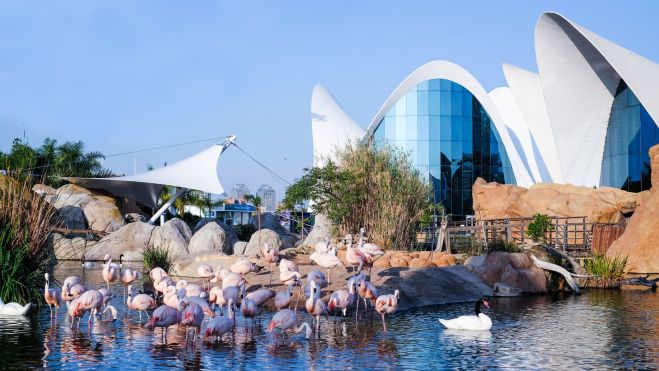 Oceanogràfic, sede del OceanFest