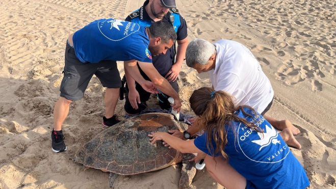 Imatge de la tortuga de Gandia amb tècnics de l'Oceanogràfic Imatge de la tortuga de Gandia amb tècnics de l'Oceanogràfic