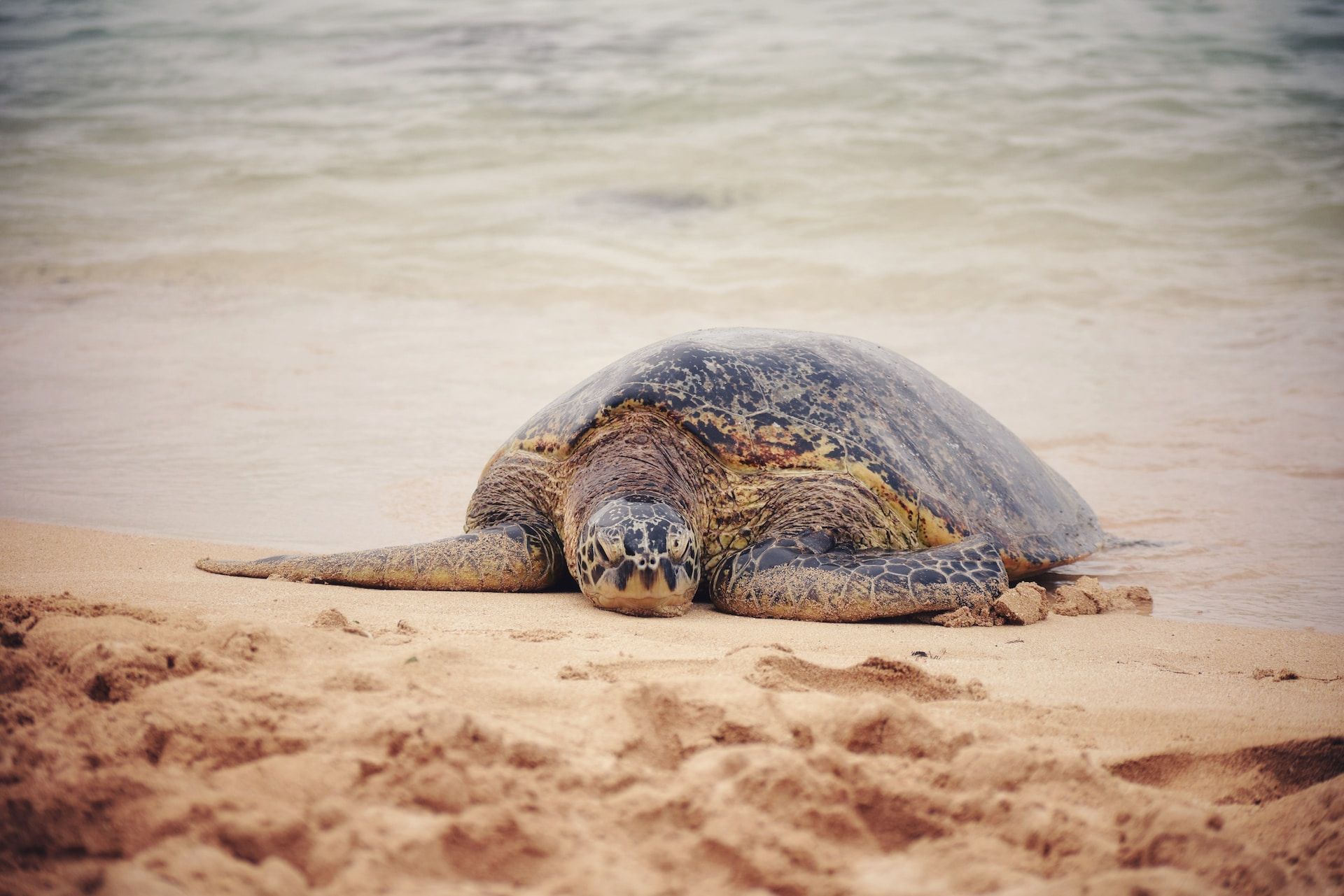 Tortuga a la platja. Foto de Satyawan Narinedhat a Unsplash