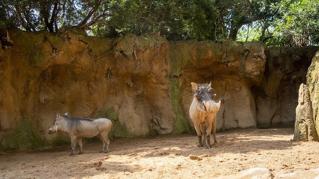 Nueva pareja de facóqueros en la sabana africana de Bioparc (BIOPARC València)