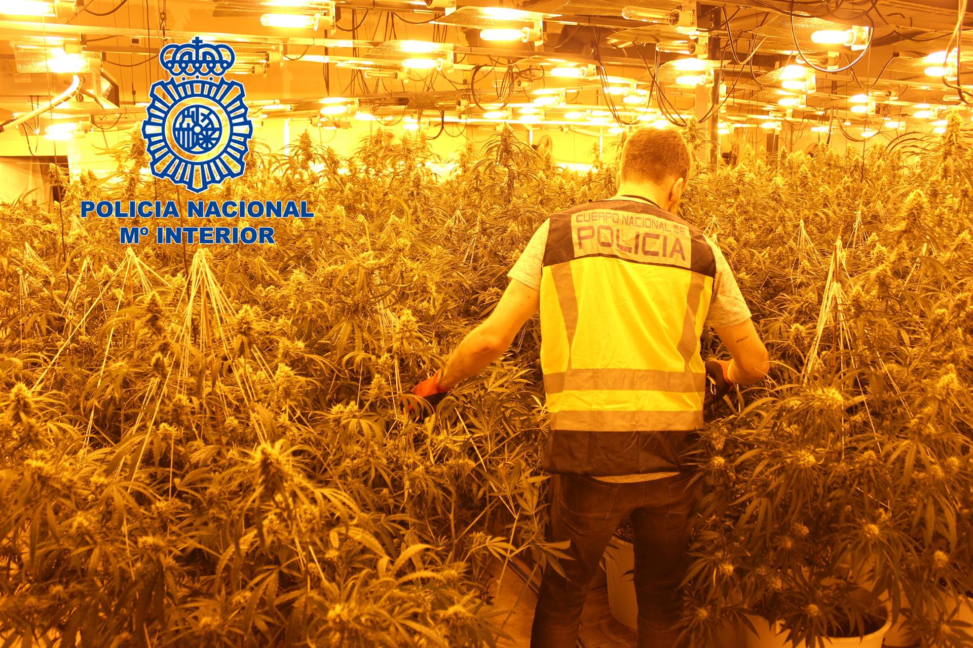 Agent de la Policia Nacional a la plantació de marihuana 'indoor' de Vilamarxant