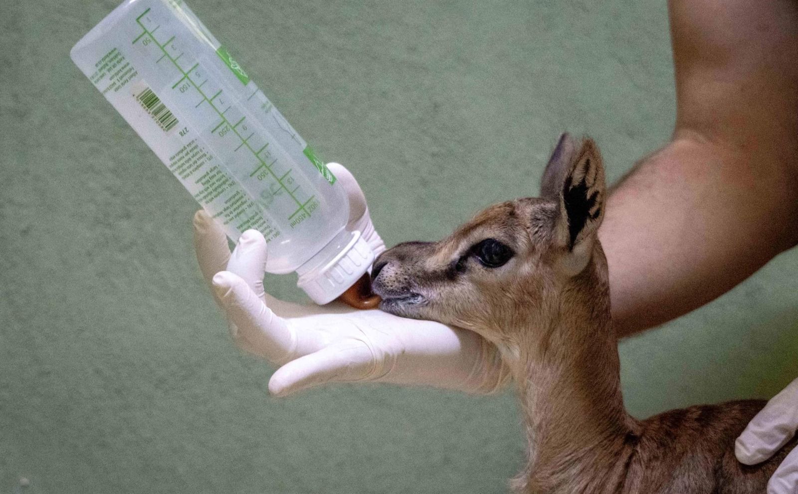 Cría de gacela Thomson