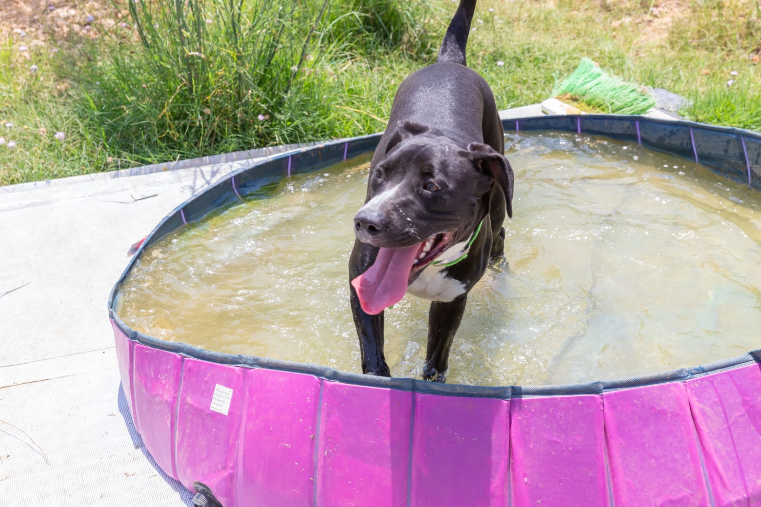 Un gos del Refugi d'Animals de Paterna