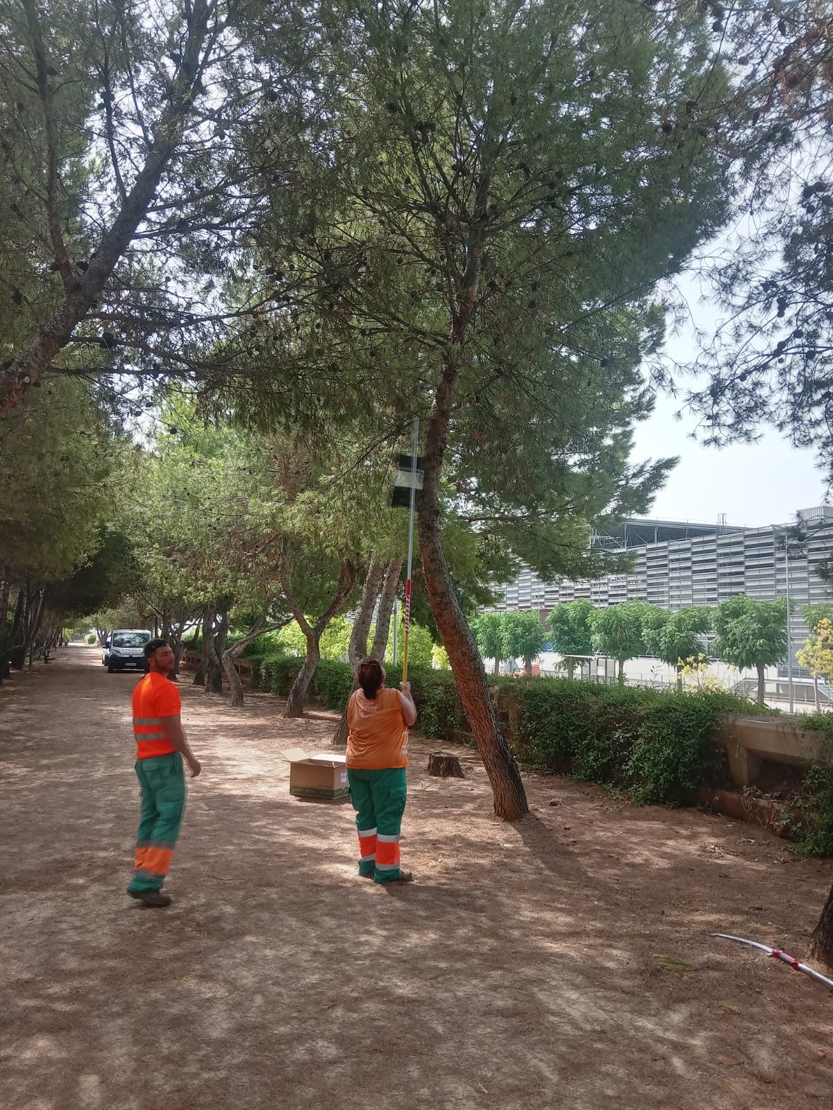 Labors de control de la processionària de pi durant els mesos d'estiu a Paterna