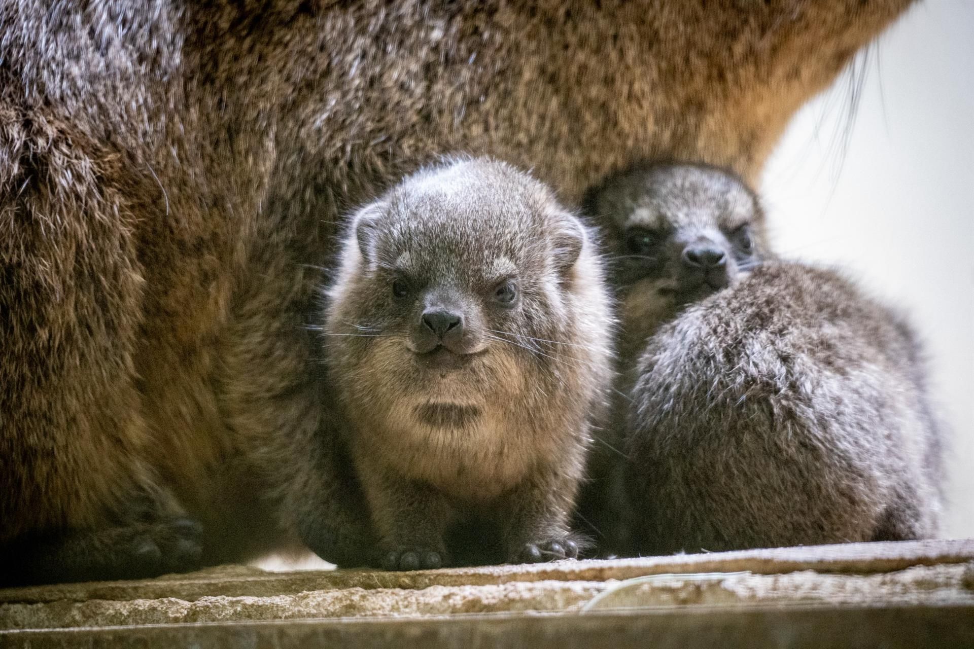 Cries de Damán roquero. Foto: Bioparc