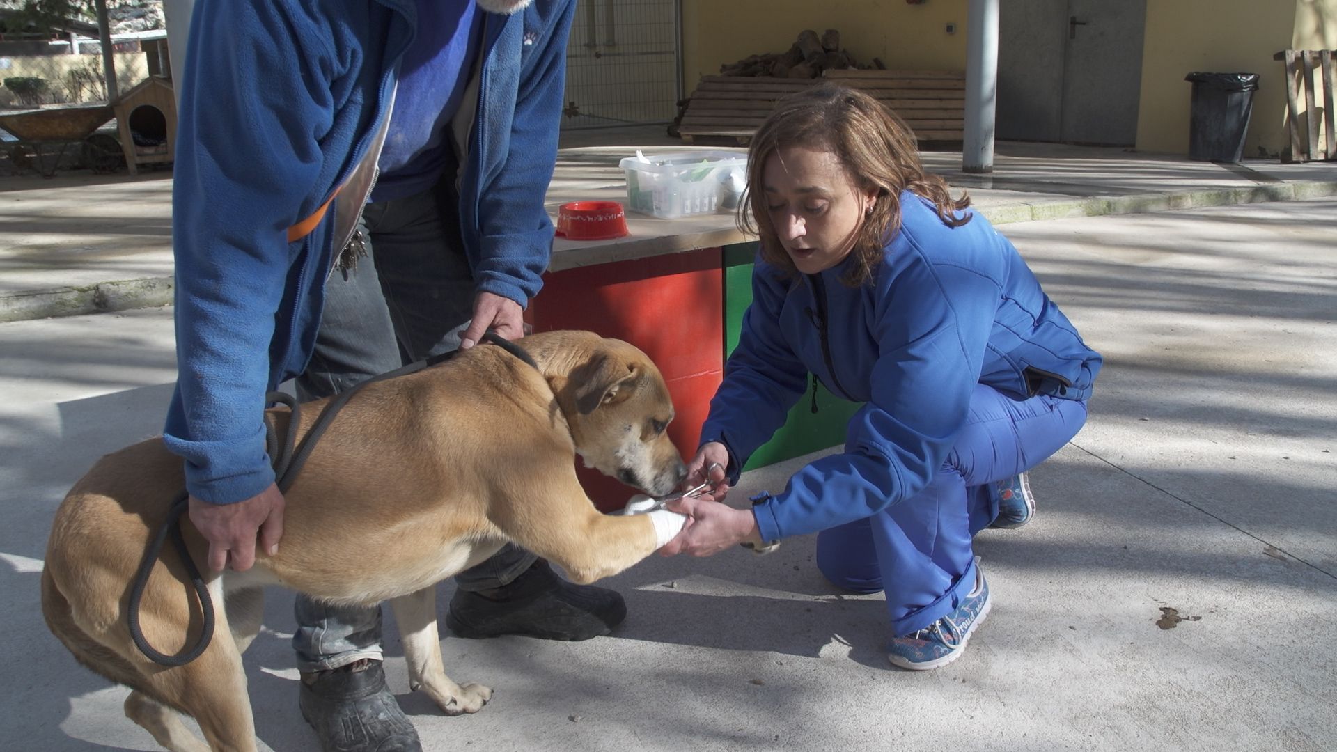 Animalades, programa de À Punt