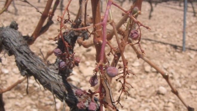 Imatge d'arxiu d'efectes de la calamarsa en cultiu de raïm. Foto: AVA