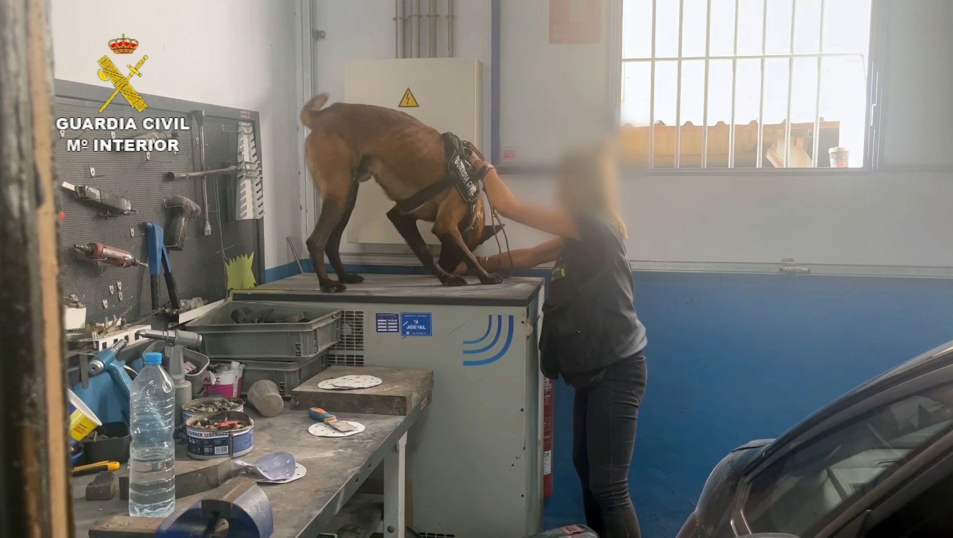 Un perro de la Guardia Civil de Valencia en la operación antidroga de Almussafes