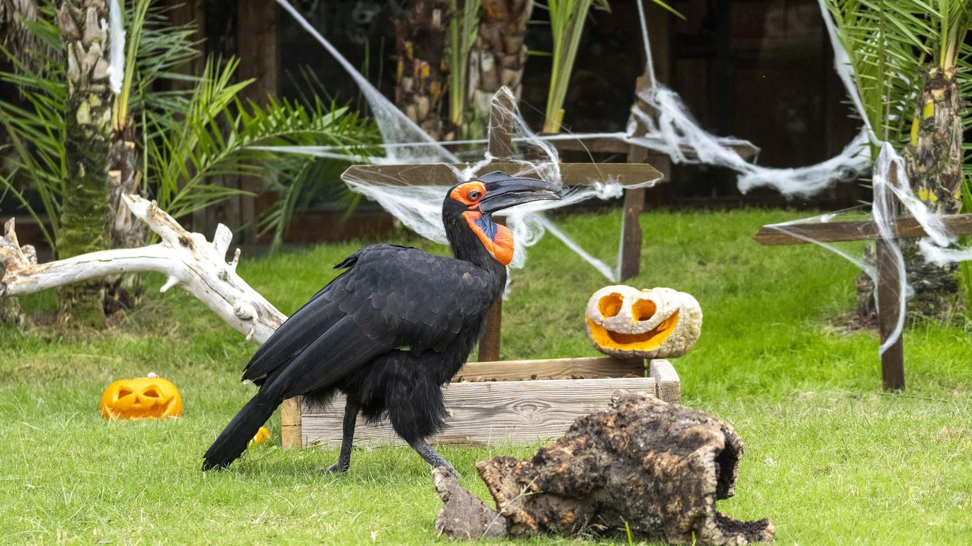 Halloween en Bioparc - BIOPARC