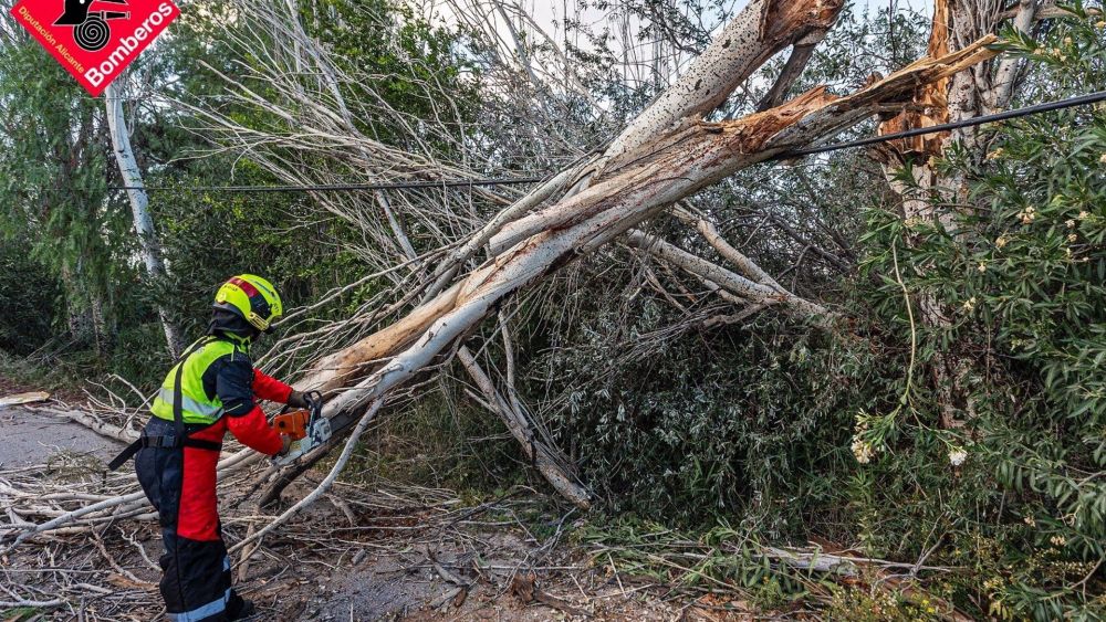 Arbre caigut pel vent Arbre caigut pel vent