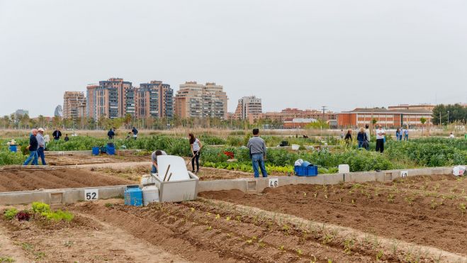 Huertos urbanos de Mislata Huertos urbanos de Mislata