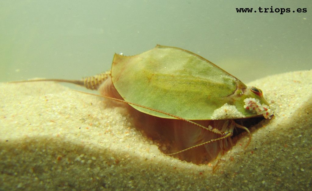 Las 'tortuguetes' de Valencia